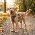 Easytrail Adjustable Harness – Escape-Resistant Everyday Walking Harness