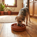 Mellow Bowl Slow Feeder – Anti-Gulp Bowl for Fast Eaters